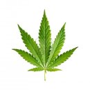 15890419-cannabis-leaf-isolated-on-white-background