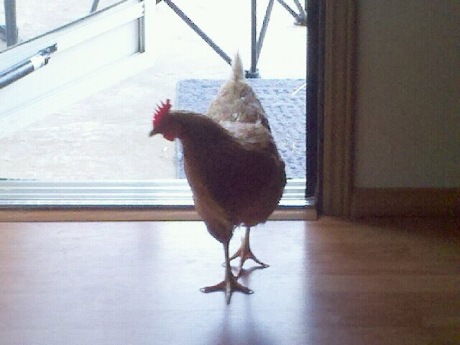 Gertie-The-OFFICIAL-KY-Marijuana-Party-Chicken.jpg